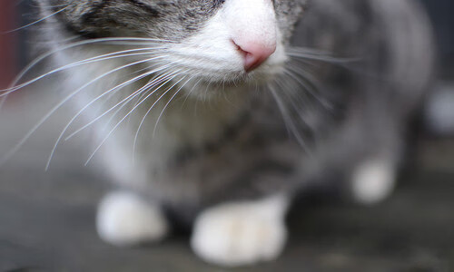 爱体育娱乐入口-伊朗马术协会出版“Chovgan”历史专著，记录赛事发展历程。，伊朗mapna