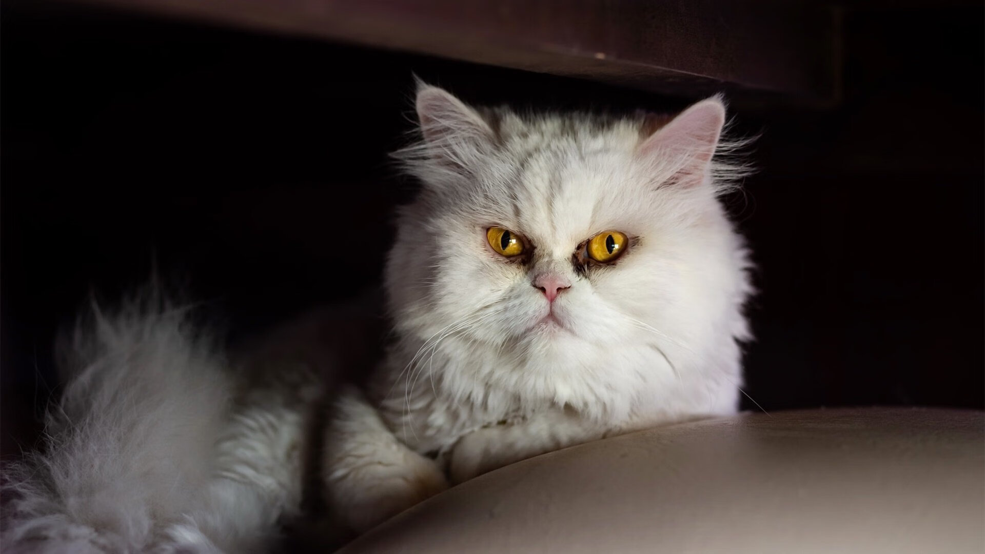 爱游戏-意甲精彩片段频现，球员表现尤为引人瞩目，意甲集锦